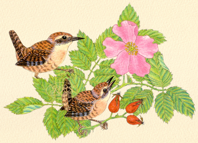 Card with wrens