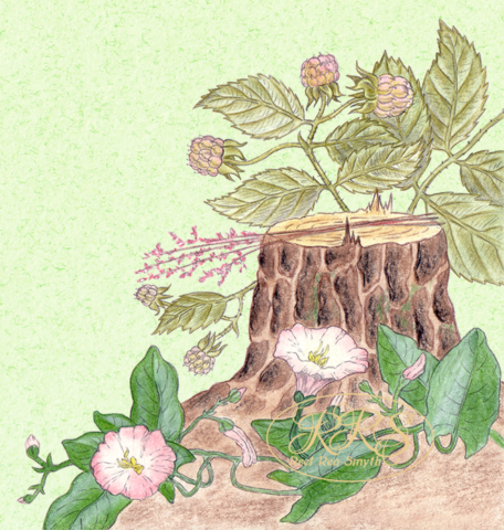 Stump, wild raspberry and convolvulus