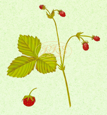 Wild strawberry, Fragaria viridis