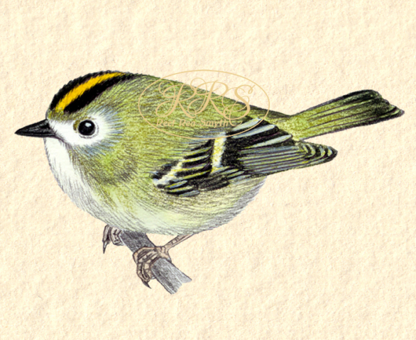 Goldcrest