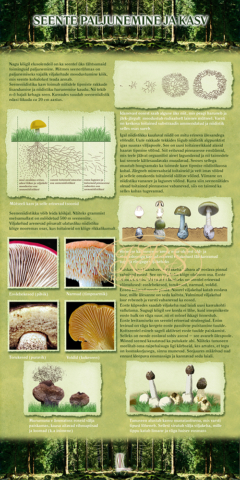 Growing of mushrooms