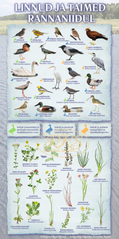 Linnud ja taimed rannaniidul