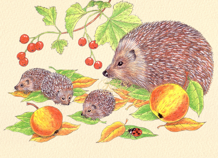 Card with hedgehogs