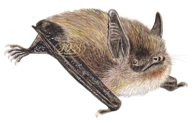 Whiskered bat