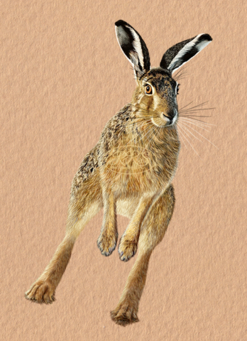 European hare