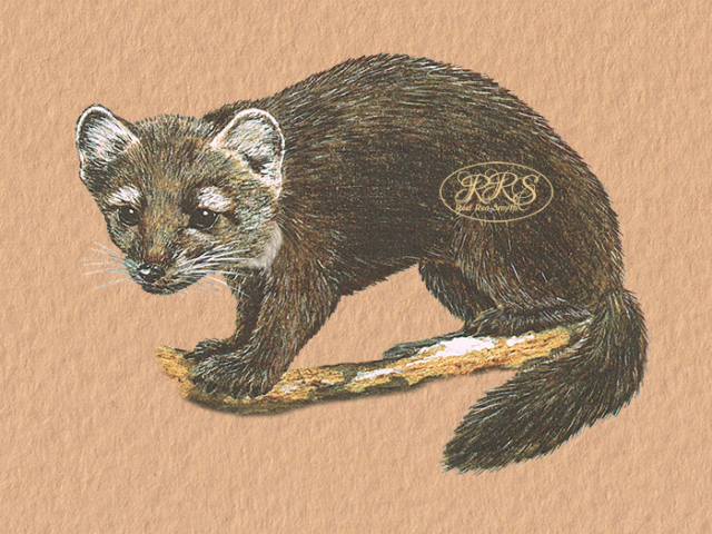 Beech marten