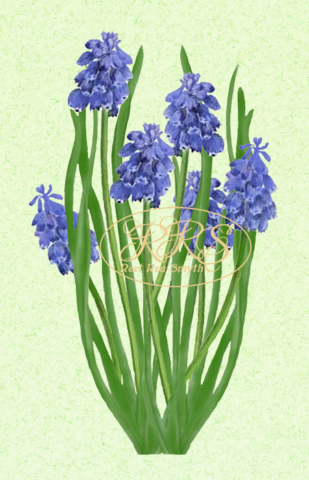 Azure grape hyacinth