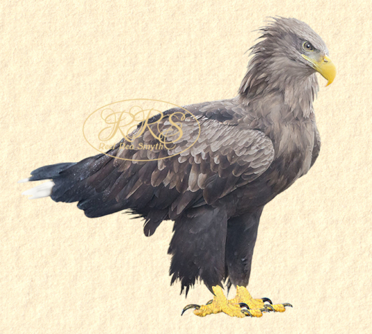 White-tailed Sea-eagle