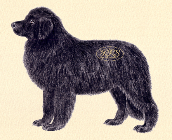 Newfoundlandi koer