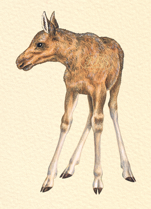 Eurasian elk calf