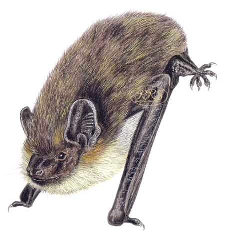 Northern bat