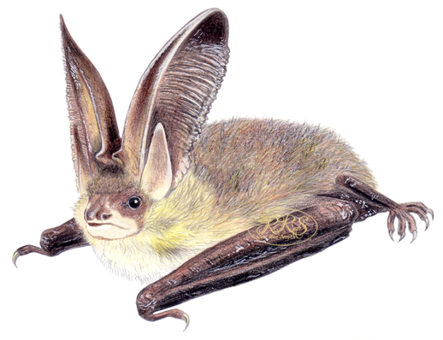 Brown long-eared bat