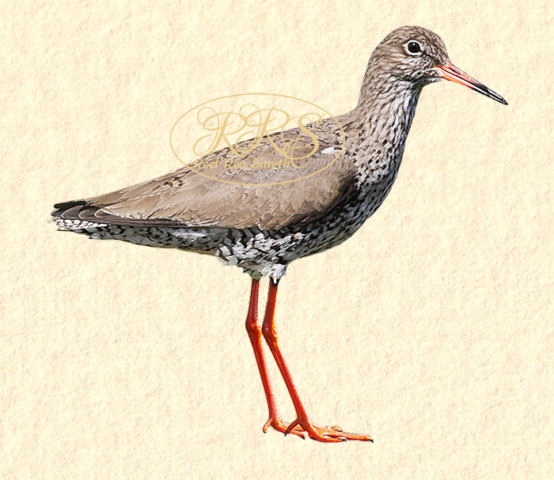 Common Redshank