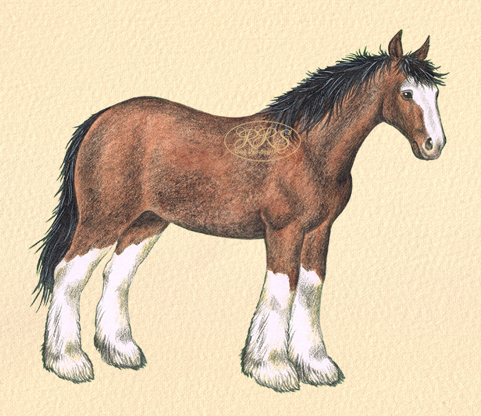 Draught horse