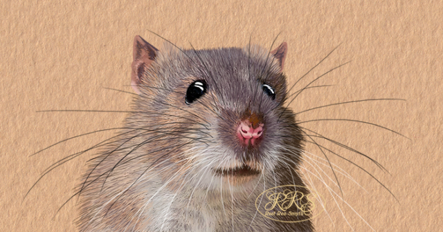 Rat portrait
