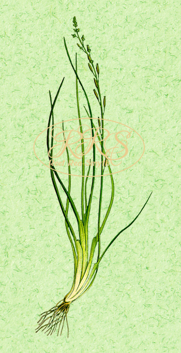 Marsh arrowgrass