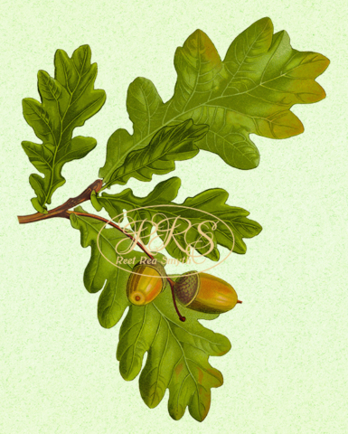 Pedunculate oak