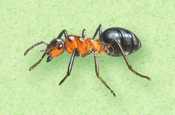 Red wood ant