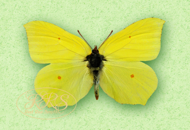 Common brimstone