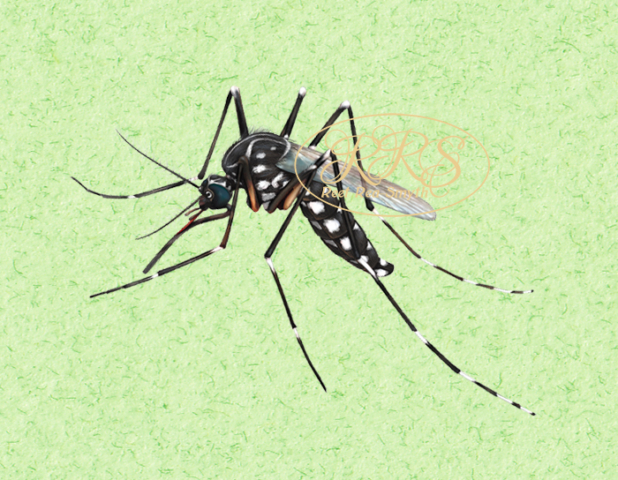 Yellow fever mosquito