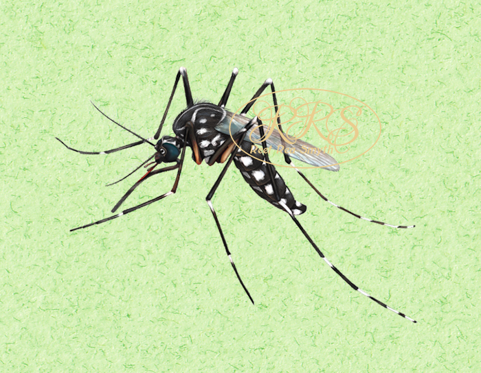 Yellow fever mosquito